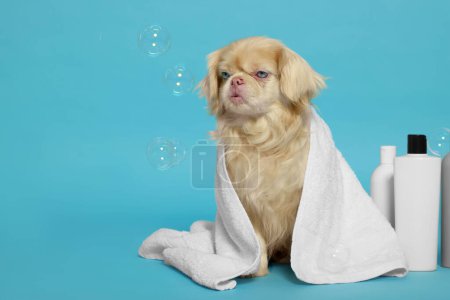 Photo for Cute Pekingese dog wrapped in towel, bottles and bubbles on light blue background, space for text. Pet hygiene - Royalty Free Image