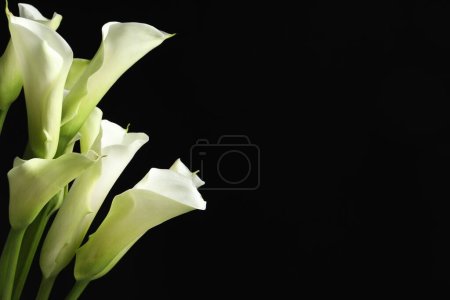 Hermosas flores de lirio de cala sobre fondo negro, primer plano. Espacio para texto