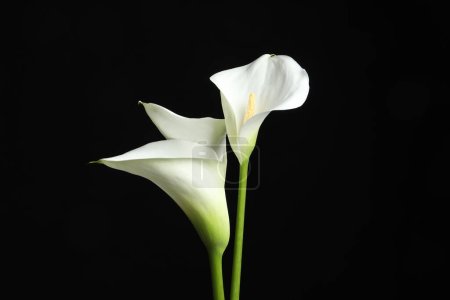 Téléchargez les photos : Belles fleurs de lys calla sur fond noir - en image libre de droit