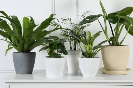 Foto de Muchas plantas de interior diferentes en macetas en la cómoda cerca de la pared blanca, primer plano - Imagen libre de derechos