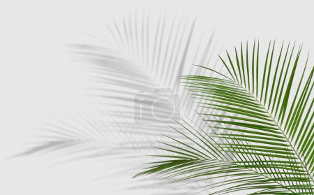 Photo for Tropical leaves casting shadow on white background - Royalty Free Image