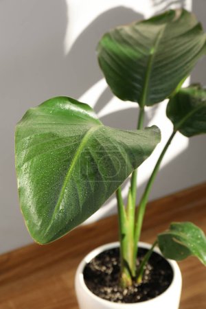 Foto de Hermosa planta con hojas húmedas cerca de la pared blanca en el interior, primer plano. Decoración de casa - Imagen libre de derechos
