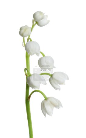 Photo for Beautiful lily of the valley flower on white background - Royalty Free Image