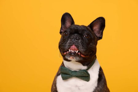 Photo for Adorable French Bulldog with bow tie on orange background - Royalty Free Image