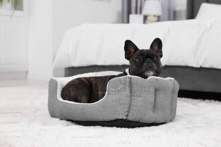 Photo for Adorable French Bulldog lying on dog bed indoors. Lovely pet - Royalty Free Image