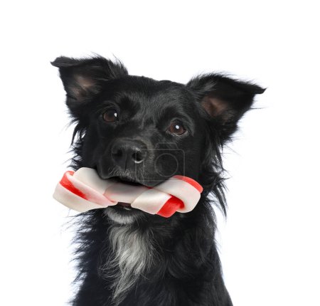 Cute dog holding chew bone in mouth on white background