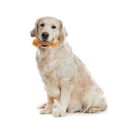 Téléchargez les photos : Cute Golden Retriever chien tenant os à mâcher dans la bouche sur fond blanc - en image libre de droit