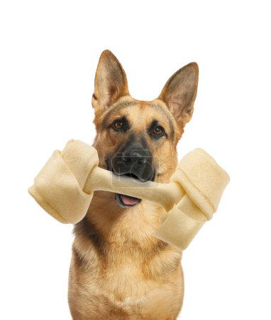 Téléchargez les photos : Mignon chien berger allemand tenant os à mâcher dans la bouche sur fond blanc - en image libre de droit