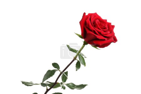 Téléchargez les photos : Belle rose rouge fraîche isolée sur blanc - en image libre de droit