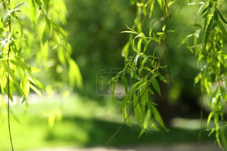 Hermoso sauce con hojas verdes que crecen al aire libre en el día soleado, primer plano. Espacio para texto