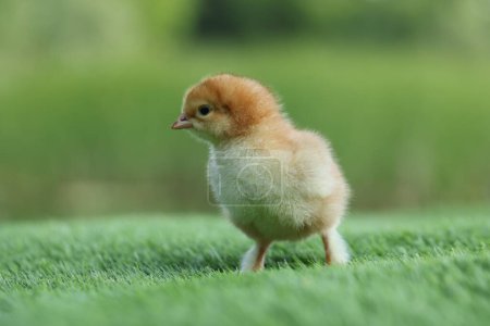 Cute chick on green artificial grass outdoors, closeup. Baby animal-stock-photo