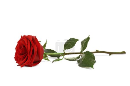 Foto de Hermosa rosa roja fresca aislada en blanco - Imagen libre de derechos
