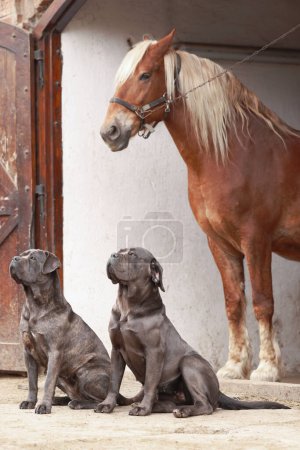 Photo for Adorable horse in stable and Cane Corso dogs outdoors. Lovely domesticated pet - Royalty Free Image