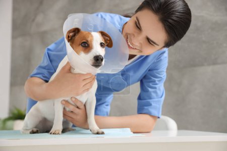 Tierarzt und süßer Jack Russell Terrier Hund mit medizinischem Kunststoffhalsband in Klinik