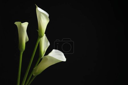 Hermosas flores de lirio de cala sobre fondo negro, espacio para texto