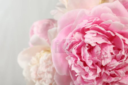 Photo for Beautiful peony flowers on light background, closeup - Royalty Free Image