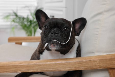 Téléchargez les photos : Vilain français Bulldog fil à mâcher de câble USB dans le fauteuil à l'intérieur - en image libre de droit