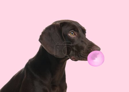 German Shorthaired Puntero perro con burbuja de goma de mascar sobre fondo rosa
