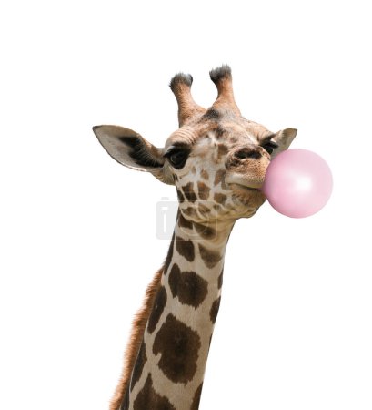 Belle girafe africaine soufflant gomme à bulles sur fond blanc