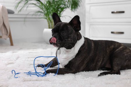 Téléchargez les photos : Vilain bouledogue français avec fil électrique sur tapis dans la chambre - en image libre de droit
