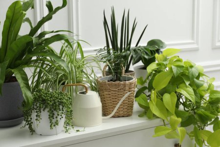 Photo for Green potted houseplants on chest of drawers near white wall - Royalty Free Image