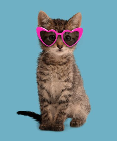 Cute fluffy kitten with heart shaped sunglasses on light blue background
