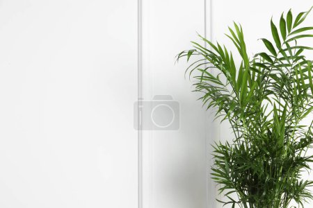 Photo for Beautiful chamaedorea plant near white wall, space for text. House decor - Royalty Free Image