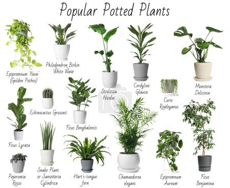 Conjunto de muchas plantas en maceta populares diferentes con nombres sobre fondo blanco