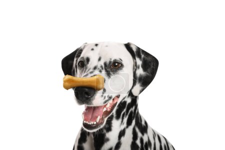 Téléchargez les photos : Mignon chien dalmate avec os à mâcher sur le nez sur fond blanc - en image libre de droit