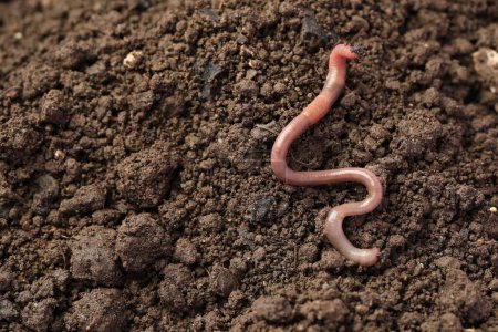 One earthworm on wet soil. Space for text