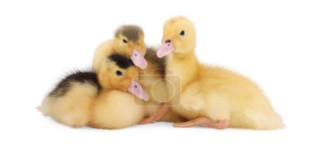 Photo for Baby animals. Cute fluffy ducklings on white background - Royalty Free Image