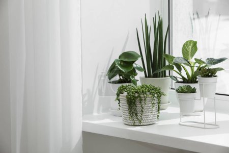 Photo for Many beautiful potted houseplants on windowsill indoors - Royalty Free Image
