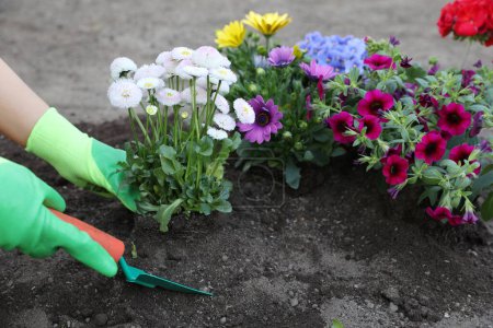 Téléchargez les photos : Femme en gants de jardinage plantation belles fleurs en plein air, gros plan - en image libre de droit