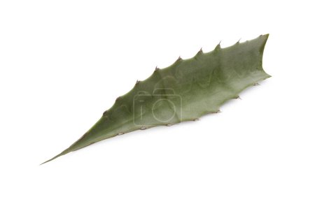 Foto de Hoja de agave verde fresca aislada en blanco - Imagen libre de derechos