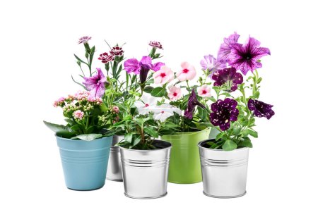 Belles fleurs dans différents pots isolés sur blanc