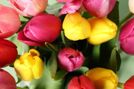 Piękne kolorowe kwiaty tulipan jako tło, zbliżenie