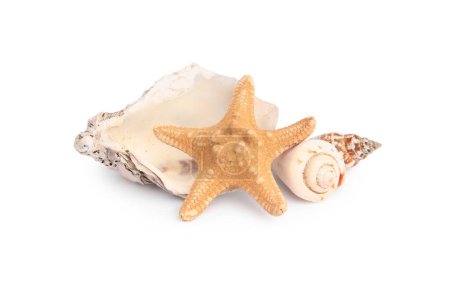 Hermosa estrella de mar y conchas aisladas en blanco