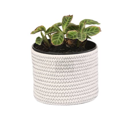 Téléchargez les photos : Plante d'intérieur en pot avec des feuilles endommagées sur fond blanc - en image libre de droit