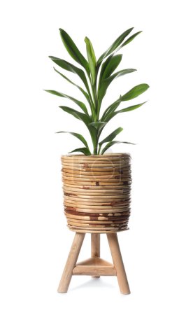 Photo for Beautiful dracaena plant in wooden pot on white background. House decor - Royalty Free Image