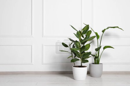 Foto de Diferentes plantas de interior en macetas en el suelo cerca de la pared blanca en el interior, espacio para el texto - Imagen libre de derechos