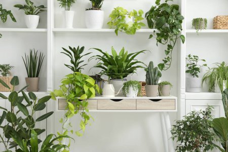 Grüne Topfpflanzen auf Tisch und Regalen neben weißer Wand