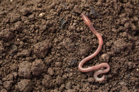Photo for One earthworm on wet soil. Space for text - Royalty Free Image