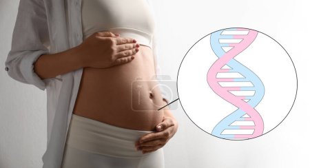 Nichtinvasive pränatale Tests (NIPT), Banner-Design. Schwangere Frau auf weißem Hintergrund, Nahaufnahme. Illustration der DNA-Struktur von Babys