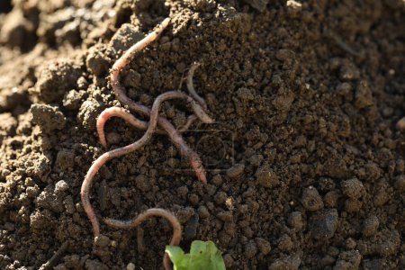 Worms crawling in wet soil, space for text