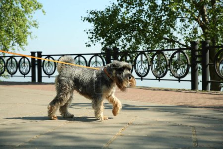 Foto de Cute Standard Schnauzer con correa en la calle de la ciudad, espacio para el texto. Paseo del perro - Imagen libre de derechos