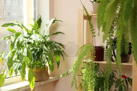 Photo for Beautiful houseplants in pots near window indoors. House decor - Royalty Free Image