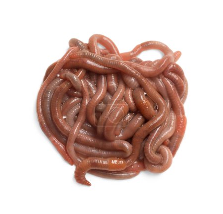 Many earthworms on white background, top view. Terrestrial invertebrates