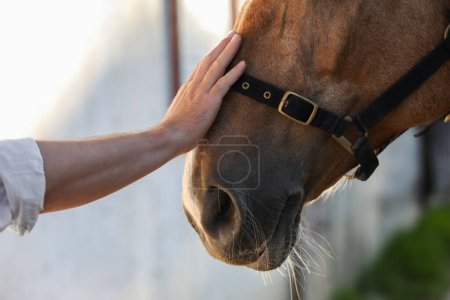 Man petting adorable horse outdoors, closeup. Lovely domesticated pet