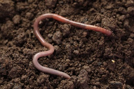 One earthworm on wet soil, closeup view