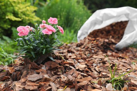 Téléchargez les photos : Belles fleurs paillées avec des copeaux d'écorce dans le jardin. Espace pour le texte - en image libre de droit